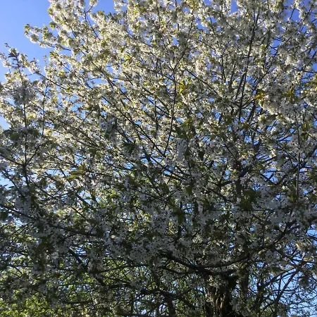 Le Jardin De Rose 24 Feuillebert 86700 Nocleg ze śniadaniem