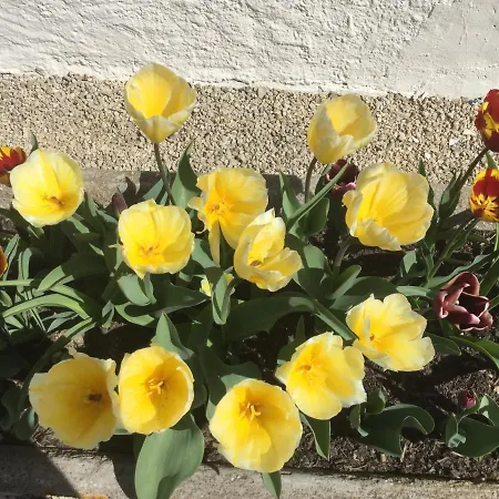 Le Jardin De Rose 24 Feuillebert Romagne 86700 Bed & Breakfast *