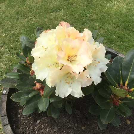 Le Jardin De Rose 24 Feuillebert 86700 *