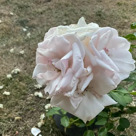 Frühstückspension Le Jardin De Rose 24 Feuillebert 86700