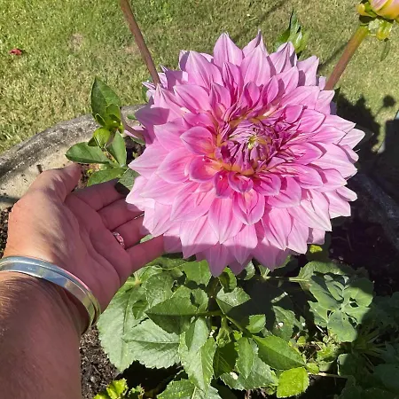 Nocleg ze śniadaniem Le Jardin De Rose 24 Feuillebert 86700